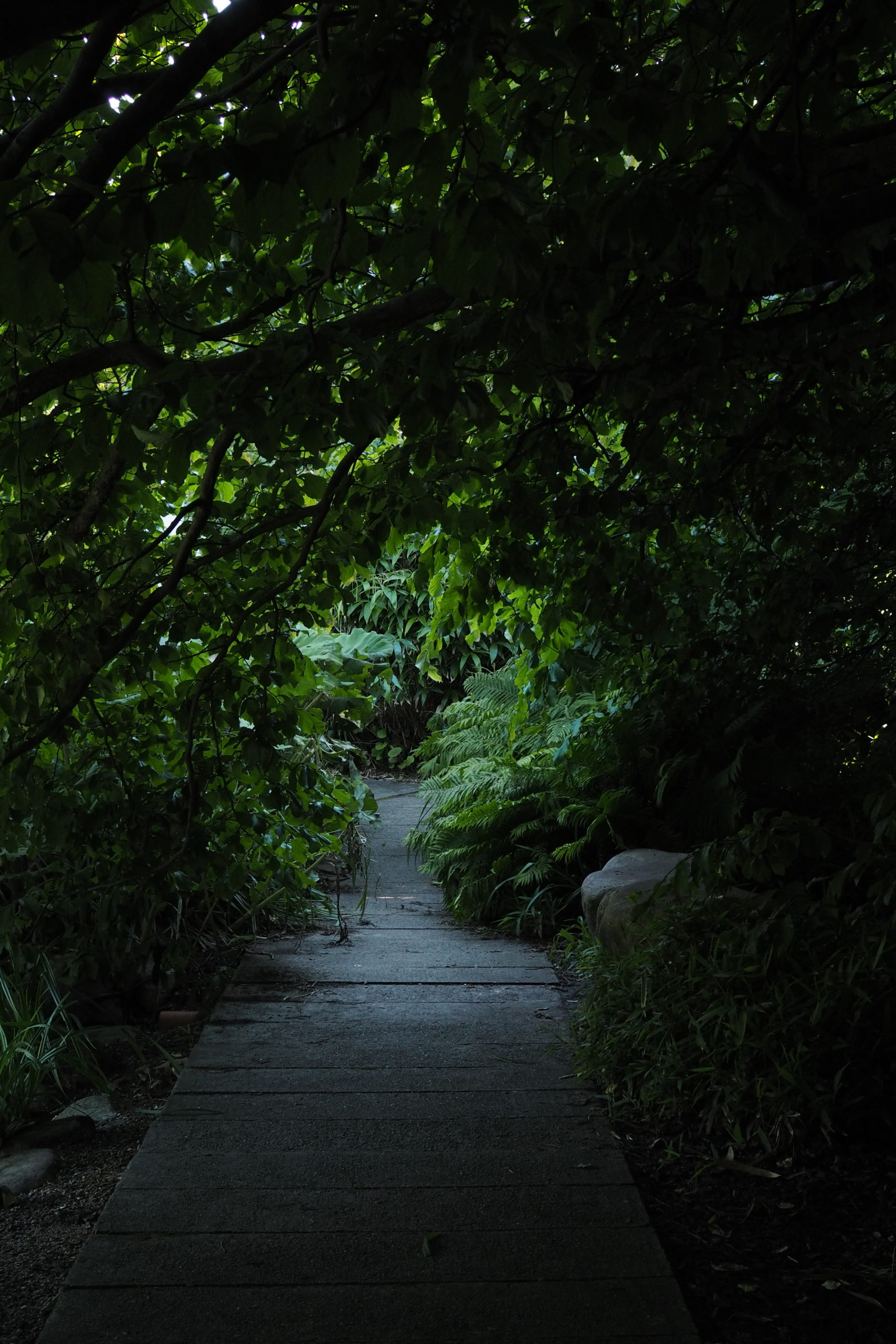 A green path, botanical gardens 