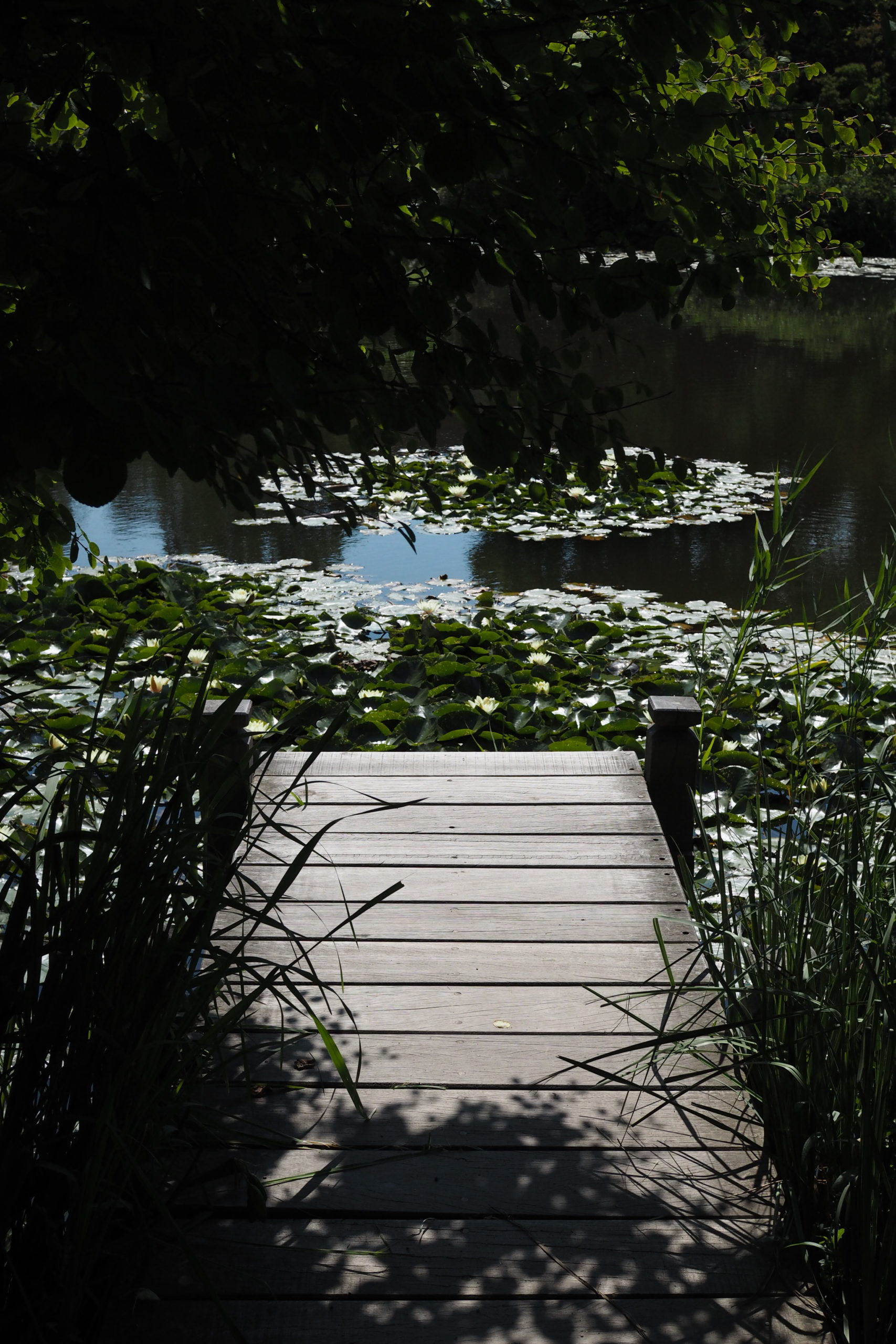 The lake, botanical gardens Copenhagen