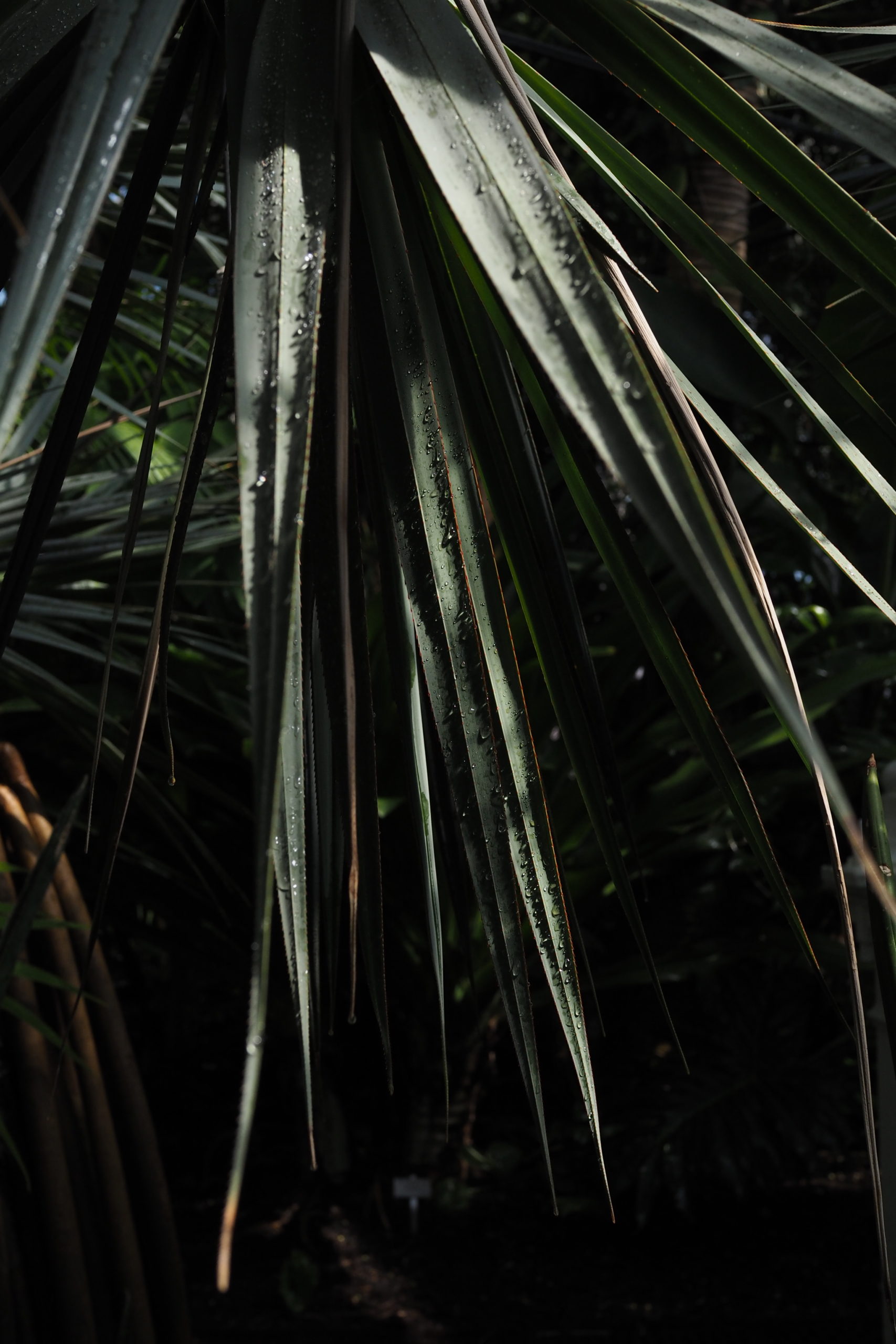 Botanical Gardens Copenhagen