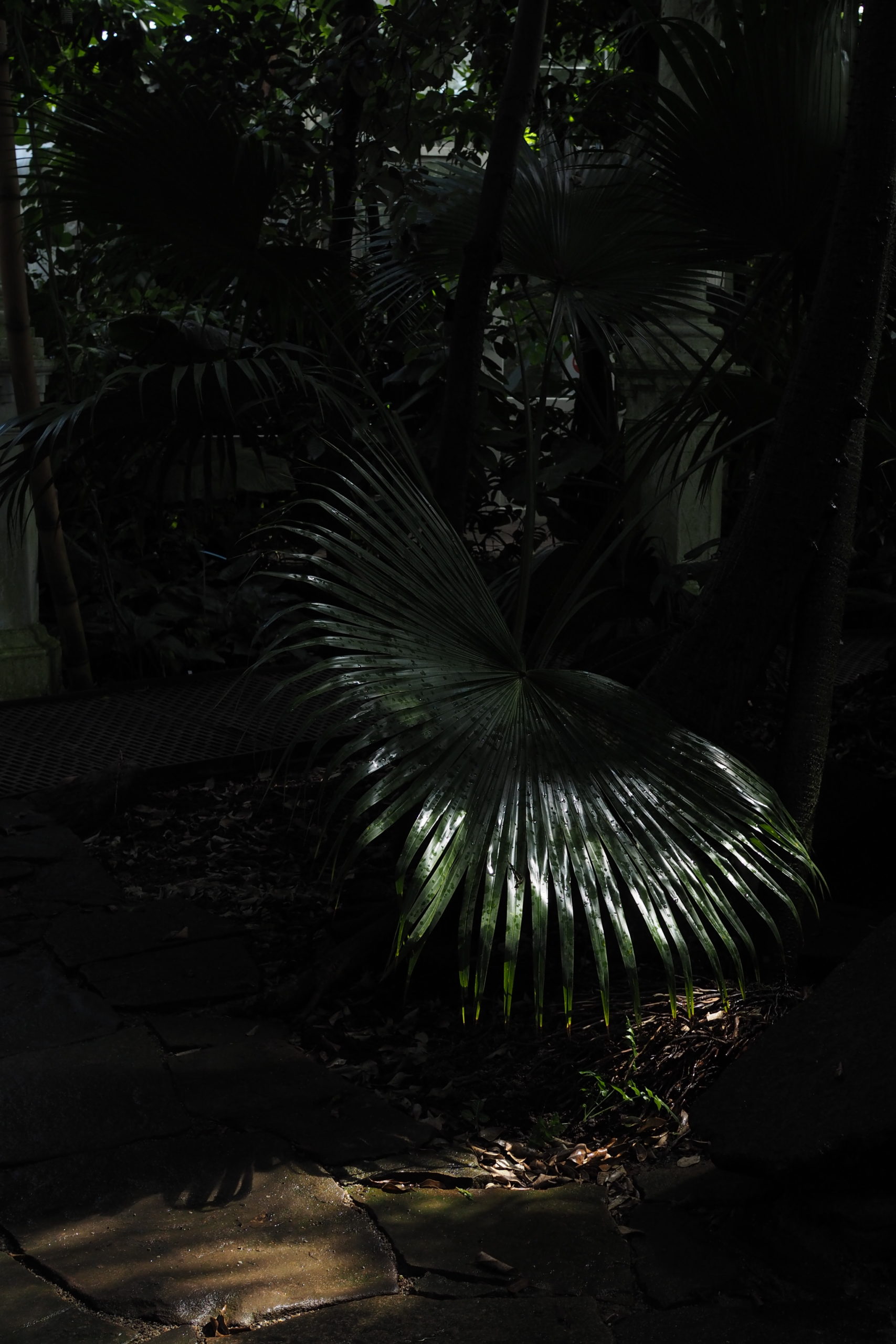 Large palm inside he palm house, Copenhagen