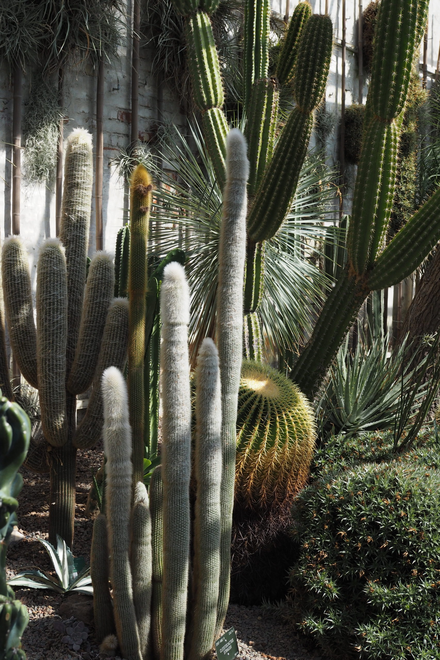 Catus love. Urban jungle, glass house in the Botanical Gardens Copenhagen