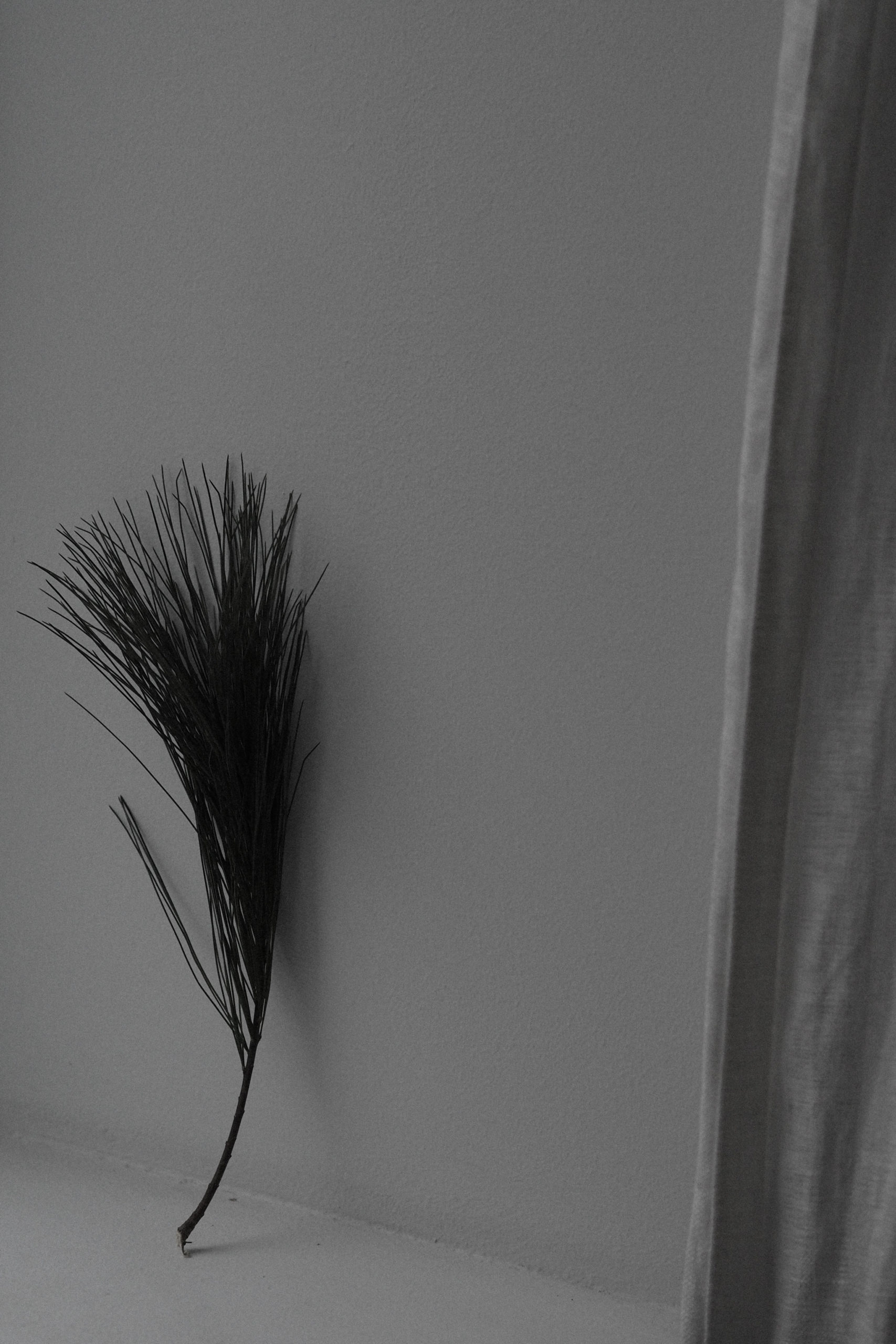 Inspired by nature photographer  Karl Blossfeldt